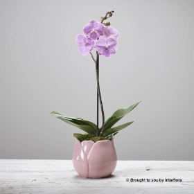 Sweet Pink Orchid (different pot)