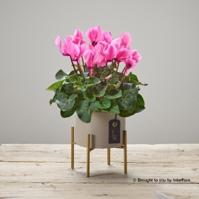 Popping Pink Cyclamen Plant